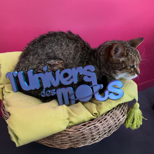 L’Univers des mots